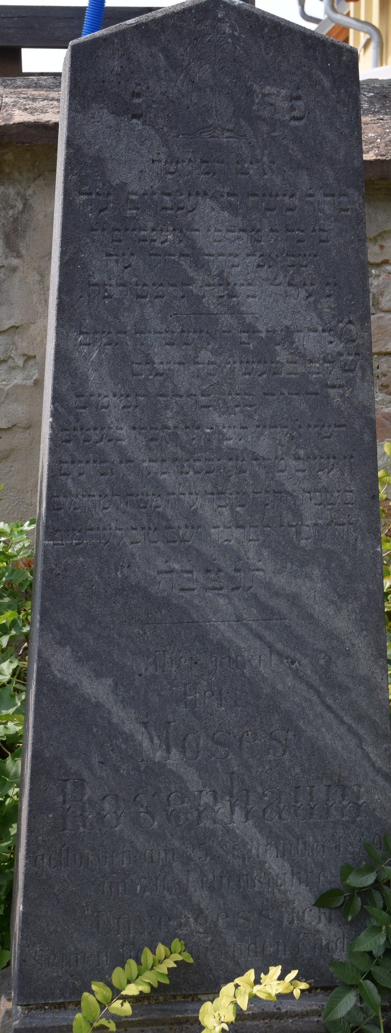 Rosenbaum