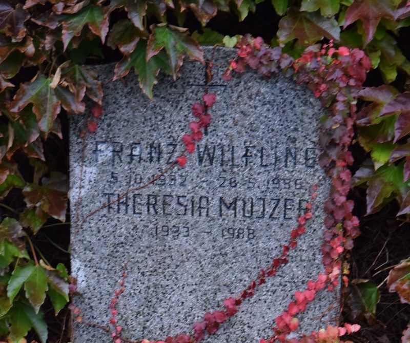 Wilfing; Mujzer