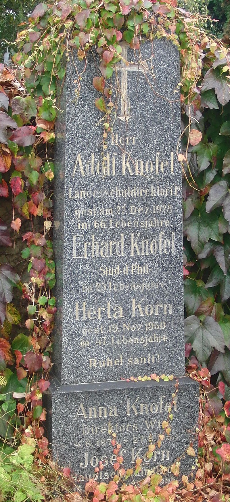 Knofel; Korn