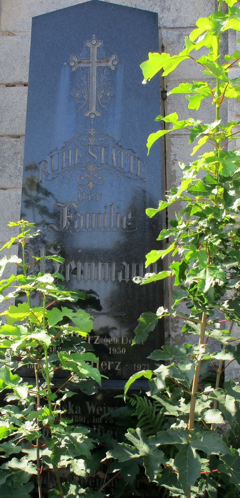 Weinmann; Herz