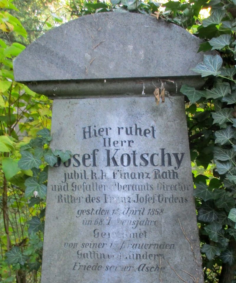 Kotschy