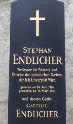 Endlicher