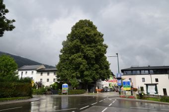 Straße; Linde